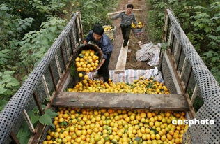 供需改善叠加保供稳价显效 食用农产品价格呈回落态势