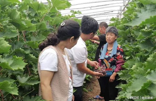 开展食用农产品监督抽检 龙口市农业农村局以信用建设助力农产品质量安全提升